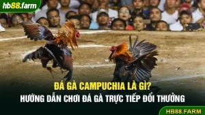 Đá gà Campuchia là gì? Hướng dẫn chơi đá gà trực tiếp đổi thưởng