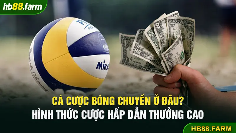 Cá cược bóng chuyền ở đâu? Hình thức cược hấp dẫn thưởng cao