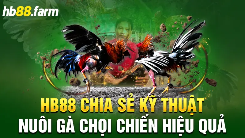 HB88 Chia Sẻ Kỹ Thuật Nuôi Gà Chọi Chiến Hiệu Quả